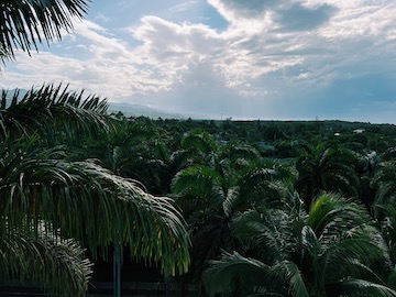 Over looking the palm trees